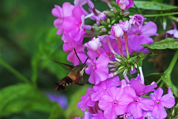 Hummingbird Moth Loving Pink Phlox by Deb Oppermann
